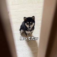 飼い主さんを見てちょこんと座る豆柴