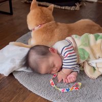 周りを確認する柴犬