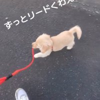 飼い主さんに従ってくれました