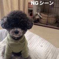 ハウスを失敗するさくらちゃん