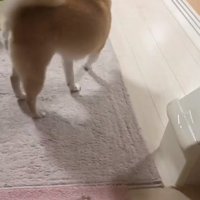 立ち去るこまりちゃん