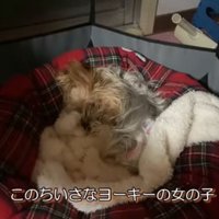 ペット用ベッドに丸まるメスの老犬