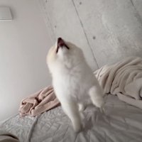 吠えずにアピール