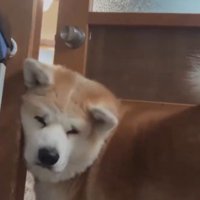 離れていく飼い主を見つめる犬