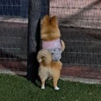 ドッグランに来たもかちゃん