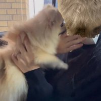 女性に飛びつく犬