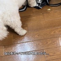 おから君の行動