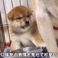 ママに降参することも