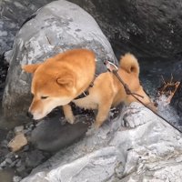 ナラちゃんとソラくんの沢登り5