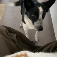 愛猫家のくろごまちゃんでした♡