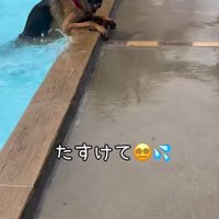 助けを求める大型犬