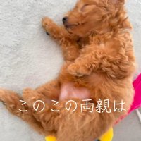 床に寝転がって眠る子犬