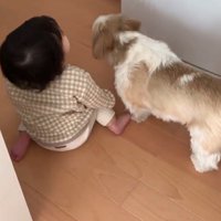 コロくんと赤ちゃんのシンクロ2