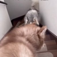 階段が降りられない赤ちゃん犬