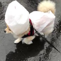 雨が降った日のせつ子ちゃん