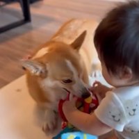 おもちゃを取る犬