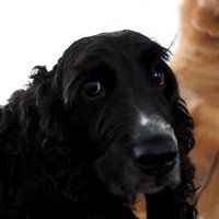 ルーク君をお散歩に誘った時の態度7