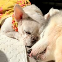 ぴったり寄り添って眠る2匹の犬