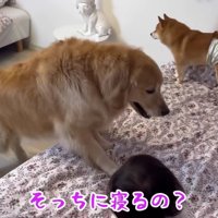 「ここで寝たい！」