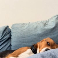 寝ている中型犬