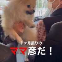 助手席と運転席の間に足を乗せる犬