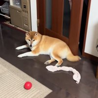 ドアの前を塞ぐはるくん