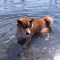 絶望の表情でフリーズ！