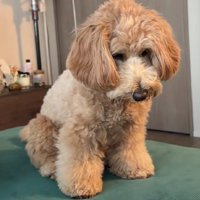 絶望顔になるモップちゃん