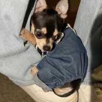 飼い主さんの足にピタッ