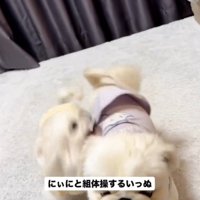 寄り添う2匹の犬