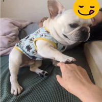 手を出す犬2