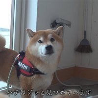 異変を感じた柴犬