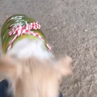 サフランちゃんの予想外の行動⑩