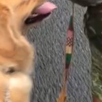 犬に繋がれている短いリード