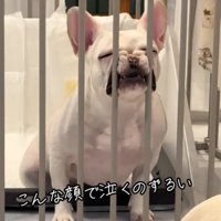 柵に顔を押し付ける犬