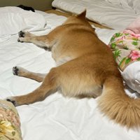 布団の上に横になる柴犬アップ