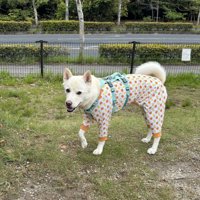 ドッグラン