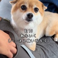 ハーネスは嫌だけど…