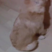 落ち込む子犬の背中