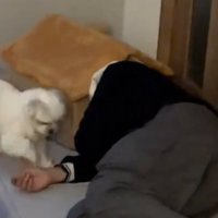 犬のハウスに頭を入れる飼い主