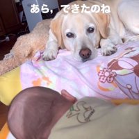 ベビーシッターのベルちゃん
