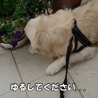 病院を嫌がるギンちゃん⑩