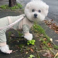ふわもこ