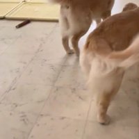 先輩犬たちが群がるも…