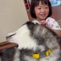 子煩悩なハスキー犬