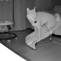 深夜2時のカメラに…