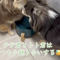 水飲み皿の前で向かい合う2匹の犬