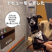 リングに上がるプロレスラーのよう