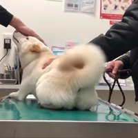 しっぽをフリフリ♪