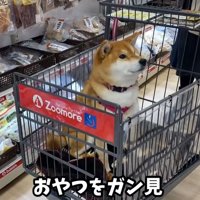 カートに乗る犬2